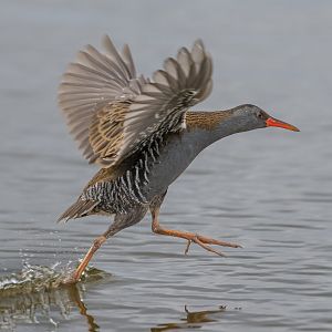 Water Rail (Wild) UK