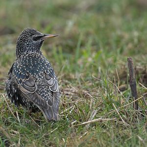 Common Starling (Wild) UK