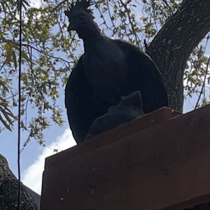 Birds of the World-South American Wetlands