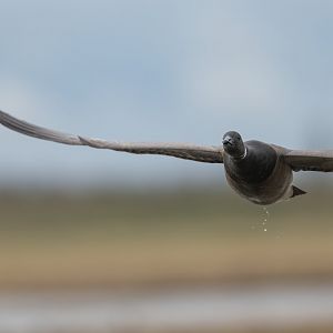 Brent Goose (Wild) UK