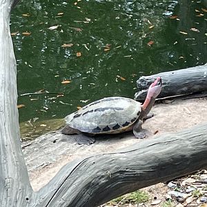 Painted Terrapin