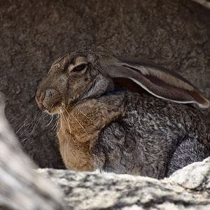 Antelope Jackrabbit (Lepus alleni)