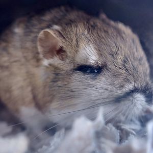 Merriam's Kangaroo Rat (Dipodomys merriami)