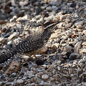 Cactus Wren (Campylorhynchus brunneicapillus couesi) - wild
