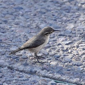 Rock Wren (Salpinctes obsoletus obsoletus) - wild