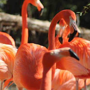 American Flamingo