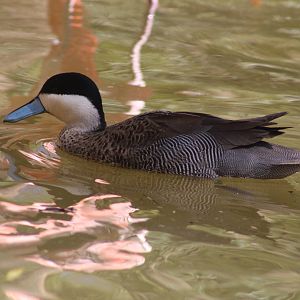 Puna Teal