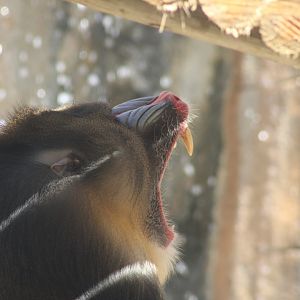 Mandrill