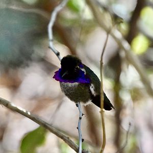 Costa's Hummingbird (Calypte costae) male