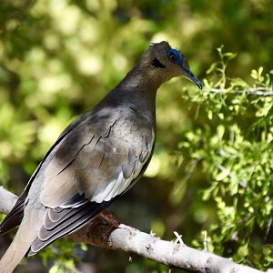 White-Winged Dove (Zenaida asiatica mearnsi)