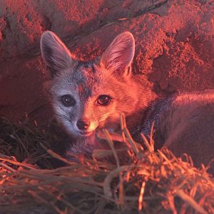 Arizona Gray Fox (Urocyon cinereoargenteus scotti)
