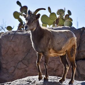 Desert Bighorn Sheep (Ovis canadensis nelsoni) female