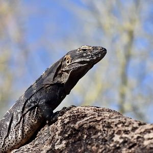 Hybrid Spiny-Tailed Iguana (Ctenosaura conspicuosa x macrolopha) male - wild