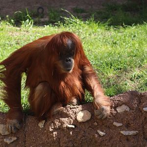 Sumatran Orangutan