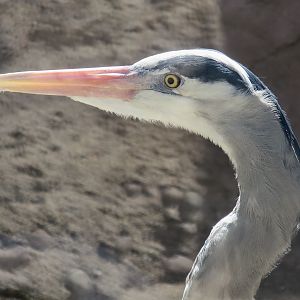 Great Blue Heron (Ardea herodias herodias)