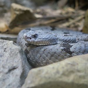 Banded Rock Rattlesnake (Crotalus lepidus klauberi)
