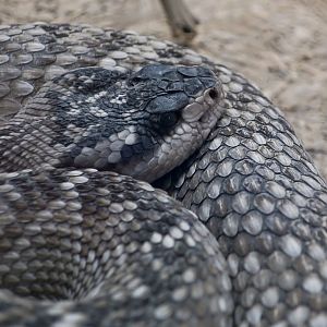 Black-Tailed Rattlesnake (Crotalus molossus molossus)