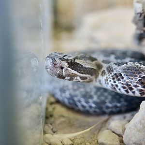 Desert Massasauga (Sistrurus tergeminus edwardsii)