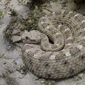 Sonoran Desert Sidewinder (Crotalus cerastes cercobombus)