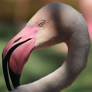 Greater Flamingo