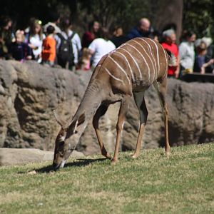 Lesser Kudu