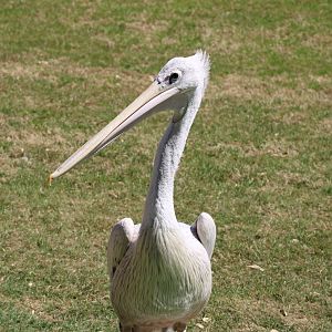 Pink-backed Pelican