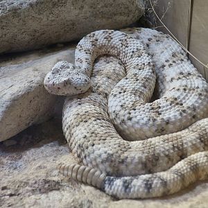 Southwestern Speckled Rattlesnake (Crotalus pyrrhus)