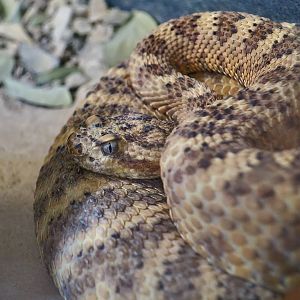 Tiger Rattlesnake (Crotalus tigris)