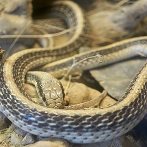 Western Patchnose Snake (Salvadora hexalepis)