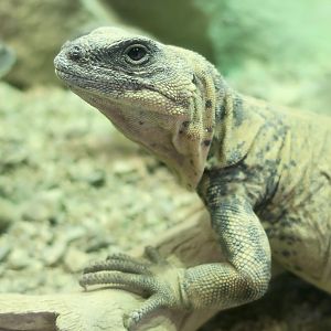 San Esteban Chuckwalla (Sauromalus varius)