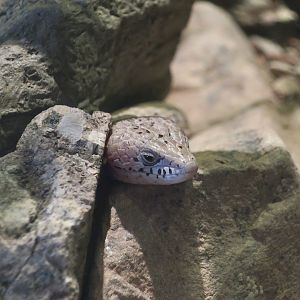 Madrean Alligator Lizard (Elgaria kingii)