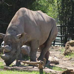 Black Rhino