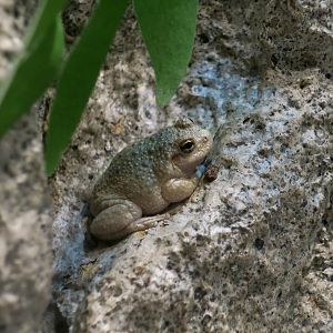 Canyon Tree Frog (Dryophytes arenicolor)