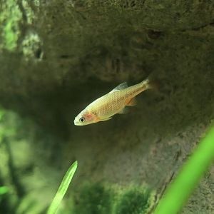 Beautiful Shiner (Cyprinella formosa)