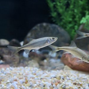 Virgin Chub (Gila seminuda)