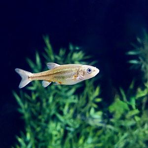 Sonora Chub (Gila ditaenia)