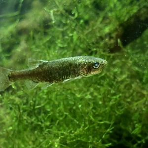 Yaqui Chub (Gila purpurea)