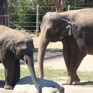 Asian Elephants