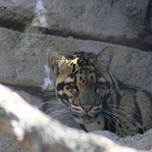 Clouded Leopard