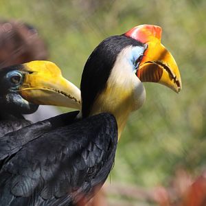 Wrinkled Hornbills
