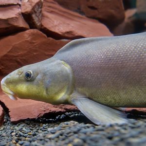Razorback Sucker (Xyrauchen texanus)