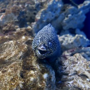 Jewel Moray (Muraena lentiginosa)