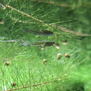 Gila Topminnow (Poeciliopsis occidentalis)