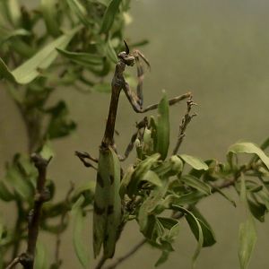 Arizona Unicorn Mantis (Pseudovates arizonae)