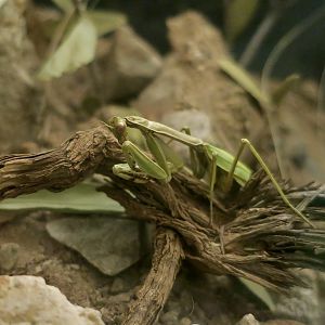 European Mantis (Mantis religiosa)