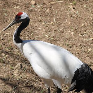 Red-crowned Crane