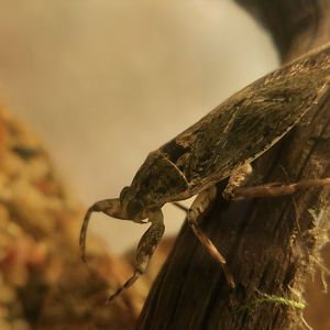 Banded-Femora Water Bug (Lethocerus medius)