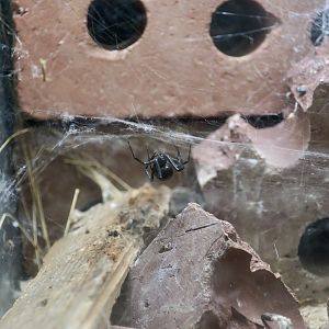 Arizona Black Hole Spider (Kukulcania arizonica)