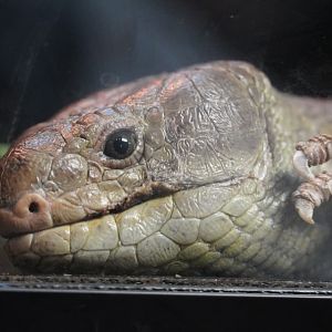 Monkey Tailed Skink