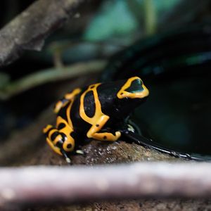 Yellow Banded Poison Dart Frog
